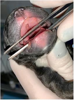 Congenital malformations in brachycephalic dogs: A retrospective study